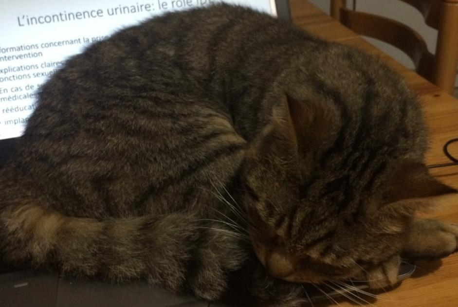 Alerte Disparition Chat  Mâle , 3 ans Saint-Jean-Soleymieux France