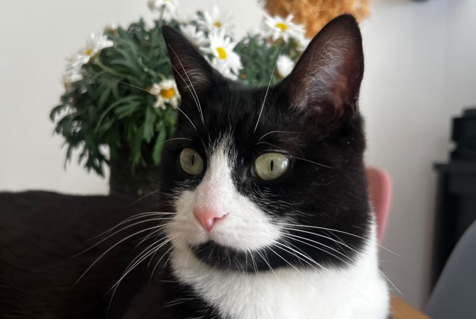 Alerte Disparition Chat Femelle , 2 ans Caen France