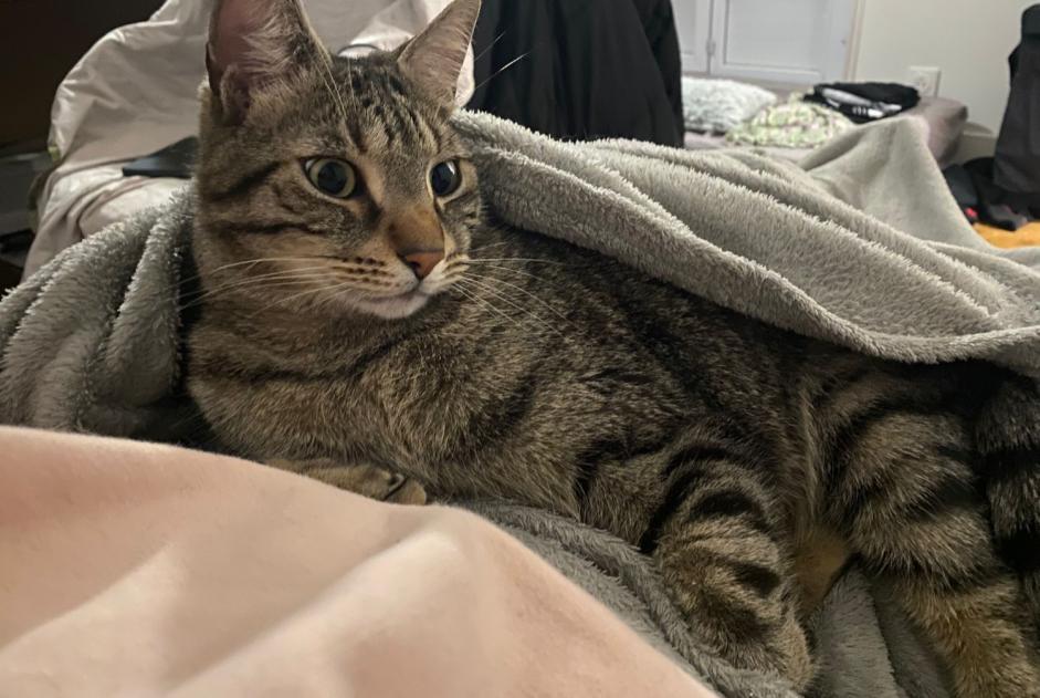 Alerte Disparition Chat Mâle , 4 ans Limoges France
