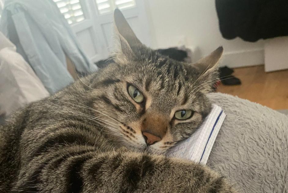 Alerte Disparition Chat Mâle , 4 ans Limoges France