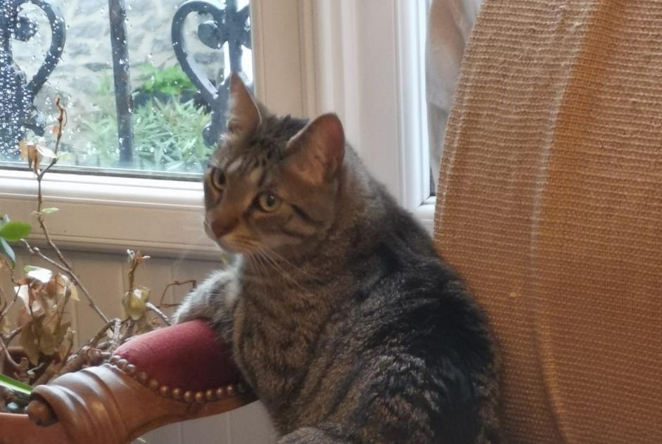 Alerte Disparition Chat Mâle , 4 ans Limoges France