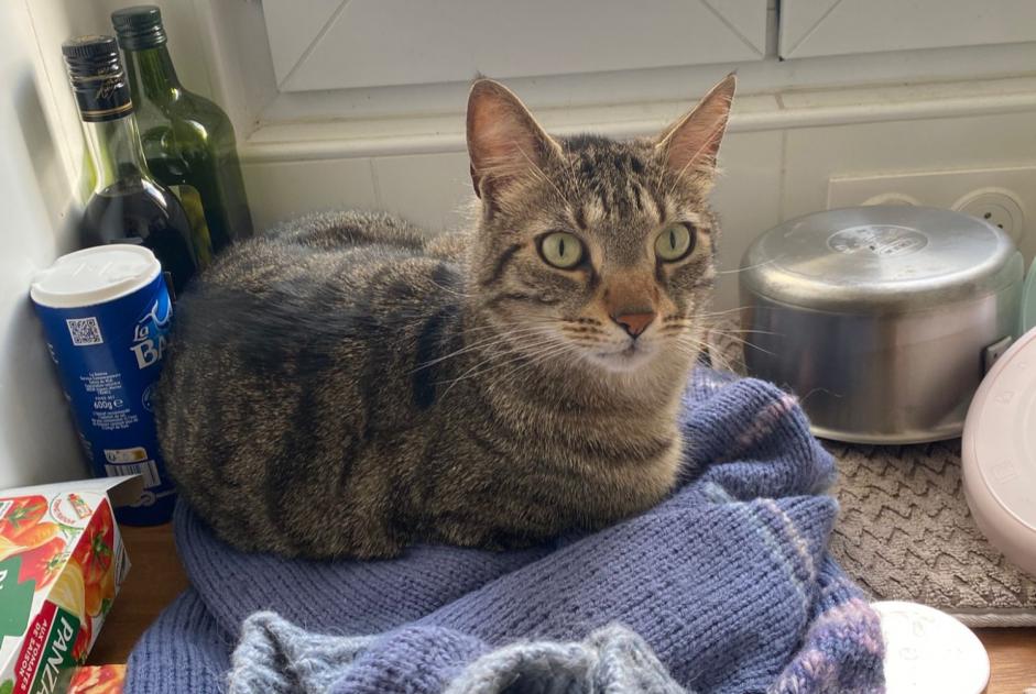 Alerte Disparition Chat Mâle , 4 ans Limoges France
