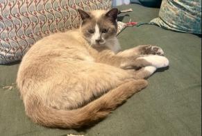 Alerte Découverte Chat Inconnu Aix-en-Provence France