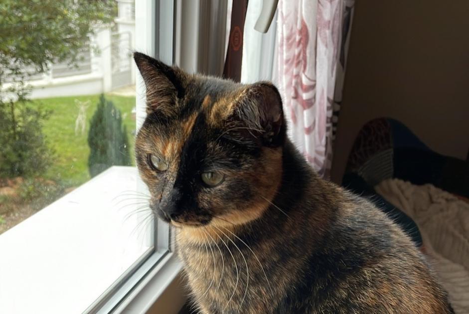 Alerte Disparition Chat  Femelle , 2 ans Nogent-sur-Seine France