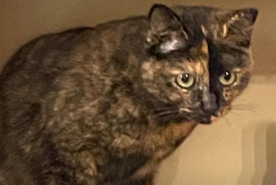 Alerte Disparition Chat  Femelle , 2 ans Nogent-sur-Seine France