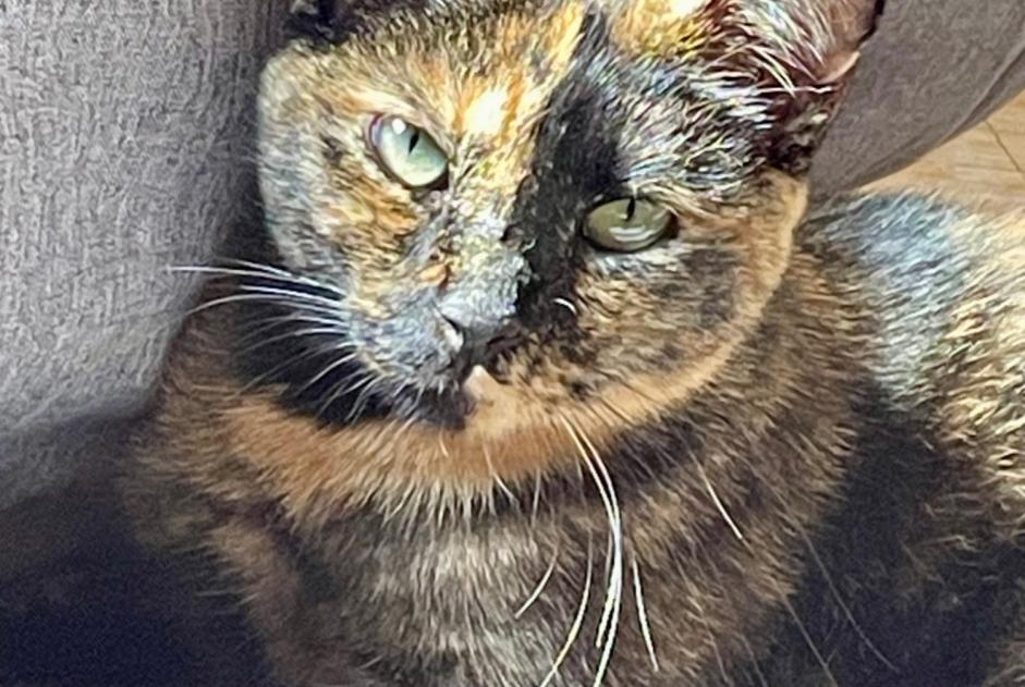 Alerte Disparition Chat  Femelle , 2 ans Nogent-sur-Seine France
