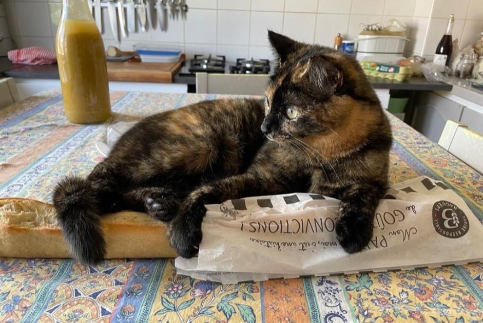 Alerte Disparition Chat  Femelle , 2 ans Nogent-sur-Seine France