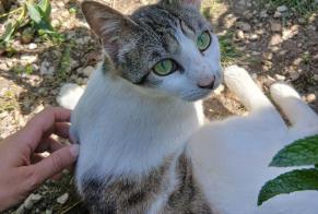 Alerte Disparition Chat croisement  Femelle , 1 ans Tours France