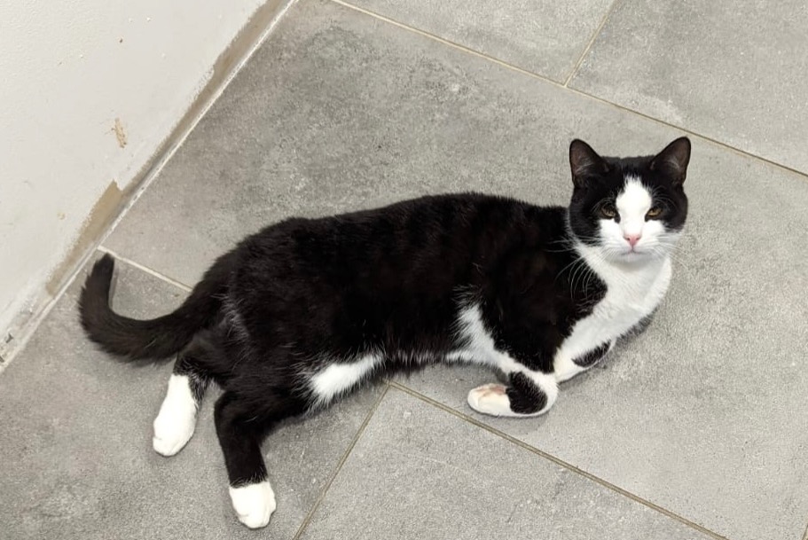 Alerte Disparition Chat Mâle , 1 ans Thusy France