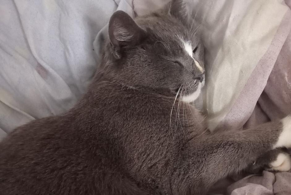 Alerte Disparition Chat Femelle , 8 ans Port-Vendres France