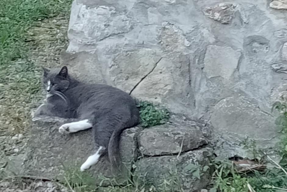Alerte Disparition Chat Femelle , 8 ans Port-Vendres France