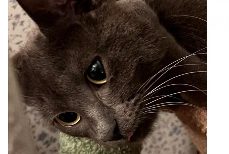 Alerte Disparition Chat  Mâle , 1 ans Le Chesnay-Rocquencourt France