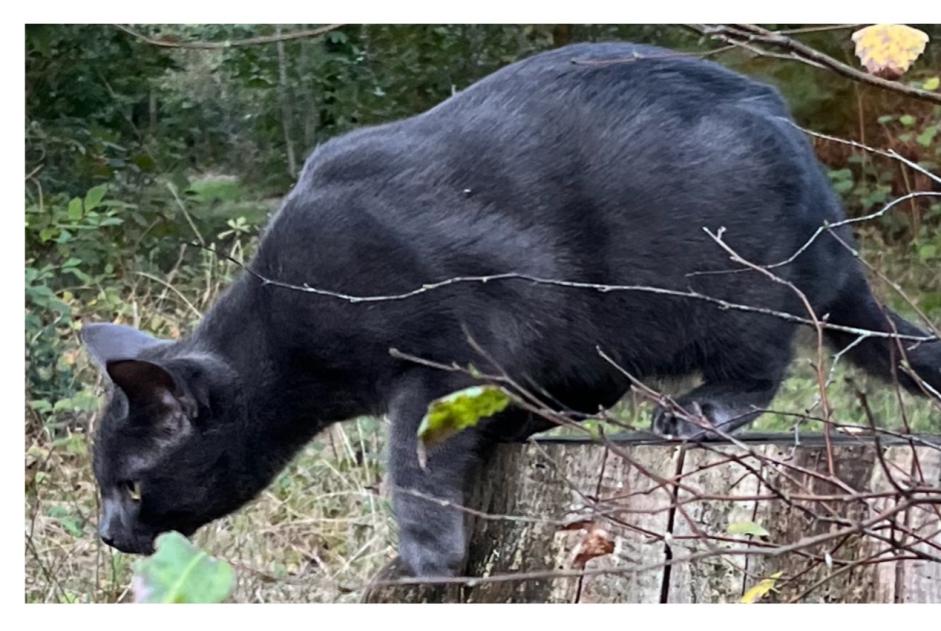 Alerte Disparition Chat  Mâle , 1 ans Le Chesnay-Rocquencourt France