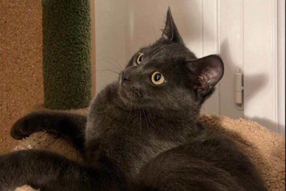 Alerte Disparition Chat  Mâle , 1 ans Le Chesnay-Rocquencourt France