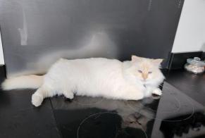Alerte Disparition Chat  Mâle , 8 ans Seyssins France