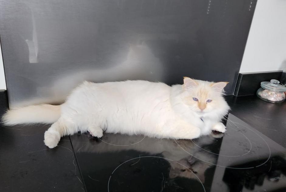 Alerte Disparition Chat  Mâle , 8 ans Seyssins France