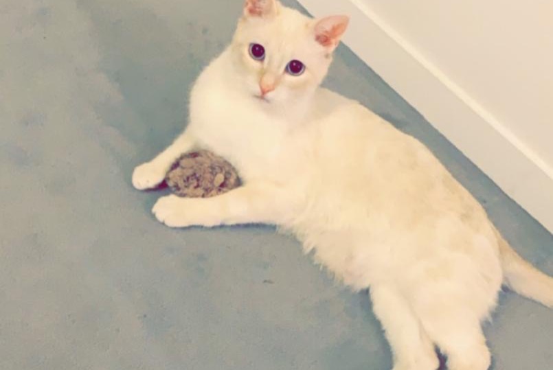Alerte Disparition Chat  Mâle , 7 ans Bruyères-sur-Oise France