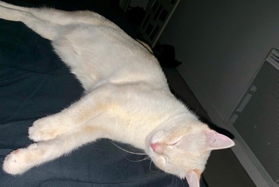Alerte Disparition Chat  Mâle , 7 ans Bruyères-sur-Oise France