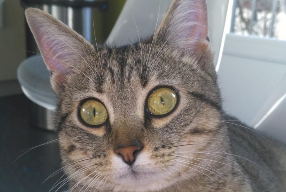 Alerte Disparition Chat  Femelle , 7 ans Rillieux-la-Pape France