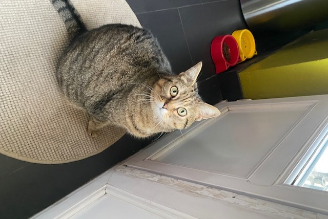 Alerte Disparition Chat  Femelle , 7 ans Rillieux-la-Pape France
