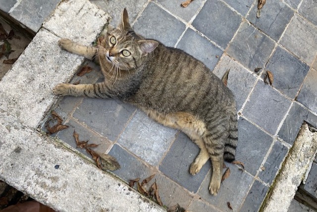 Alerte Disparition Chat  Femelle , 7 ans Rillieux-la-Pape France