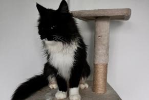 Alerte Disparition Chat  Femelle , 2 ans Écot France