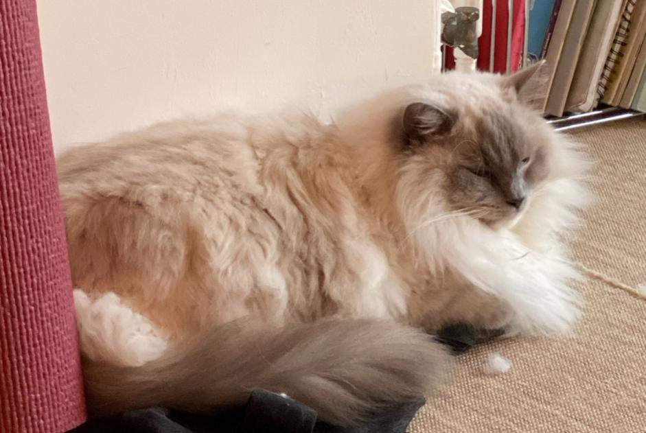 Alerte Disparition Chat  Mâle , 3 ans Nantes France