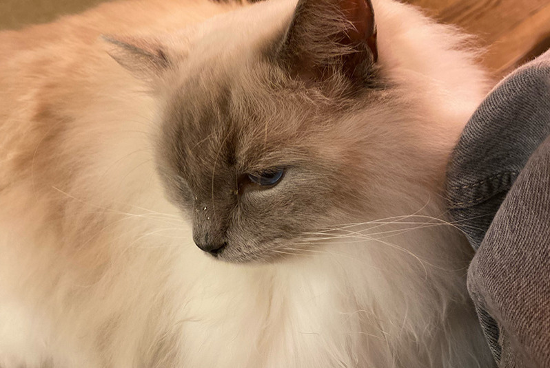 Alerte Disparition Chat  Mâle , 3 ans Nantes France
