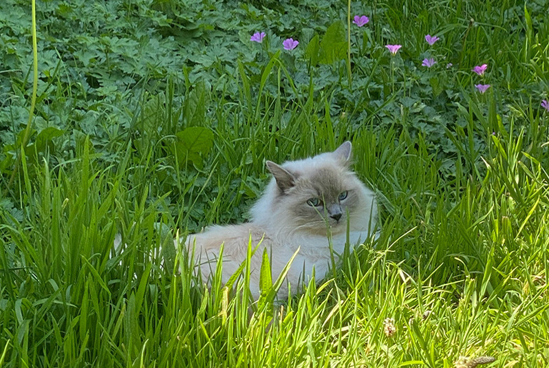 Alerte Disparition Chat  Mâle , 3 ans Nantes France