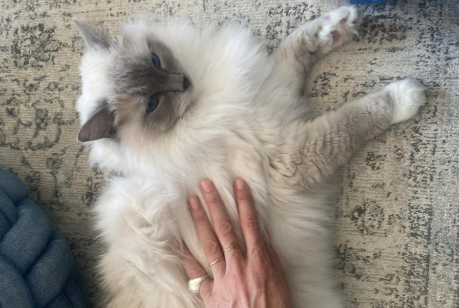 Alerte Disparition Chat  Mâle , 3 ans Nantes France