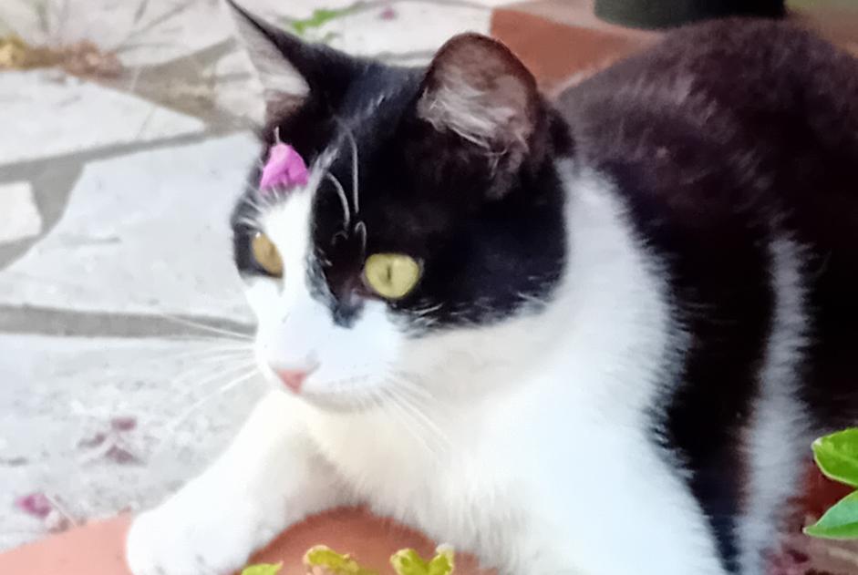 Alerte Découverte Chat croisement  Mâle Saint-Raphaël France