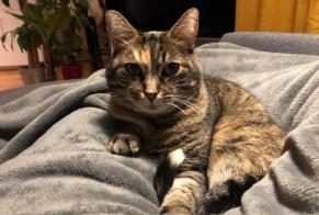 Alerte Disparition Chat  Femelle , 13 ans Maisons-Alfort France
