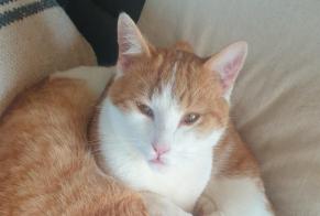 Alerte Disparition Chat Mâle , 1 ans Châtillon-sur-Chalaronne France