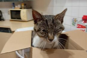 Alerte Découverte Chat croisement  Inconnu L'Isle-d'Espagnac France