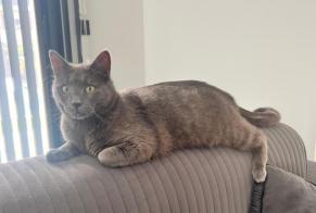 Alerte Disparition Chat Mâle , 2 ans Albertville France