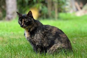 Alerte Disparition Chat Femelle , 9 ans Saint-Junien France