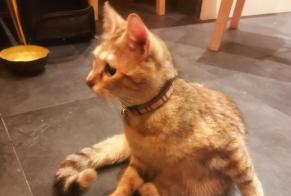 Alerte Découverte Chat  Femelle Villeurbanne France