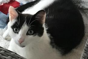Alerte Découverte Chat Mâle Beausemblant France