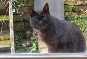 Alerte Découverte Chat  Mâle Hagnéville-et-Roncourt France