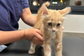 Alerte Découverte Chat Inconnu Marseille France