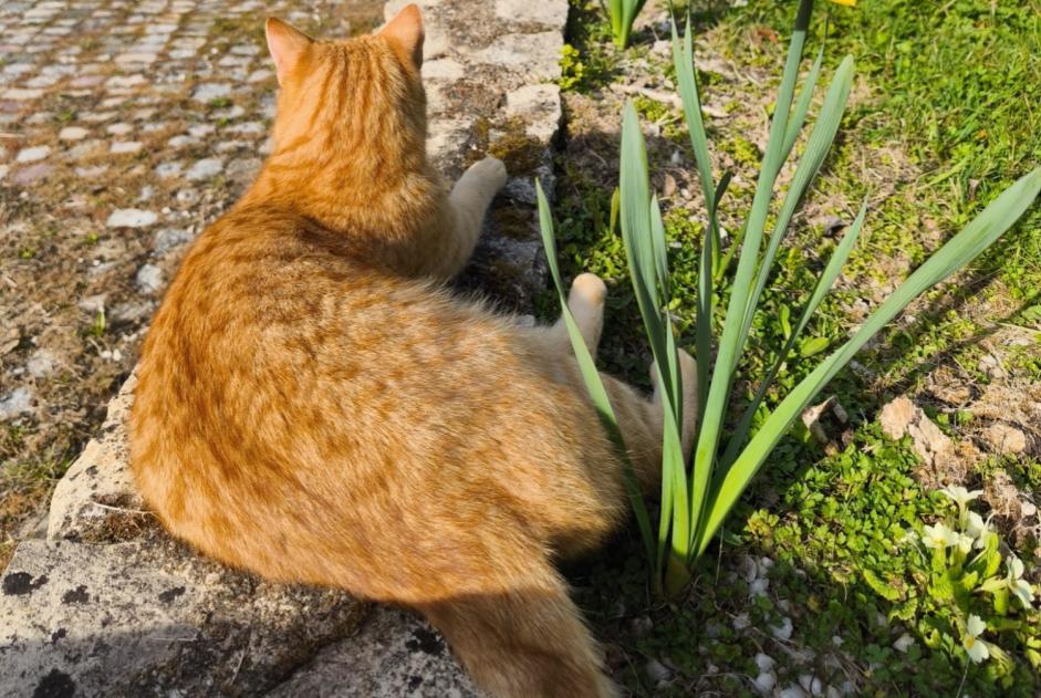 Alerte Disparition Chat Mâle , 3 ans Cudot France