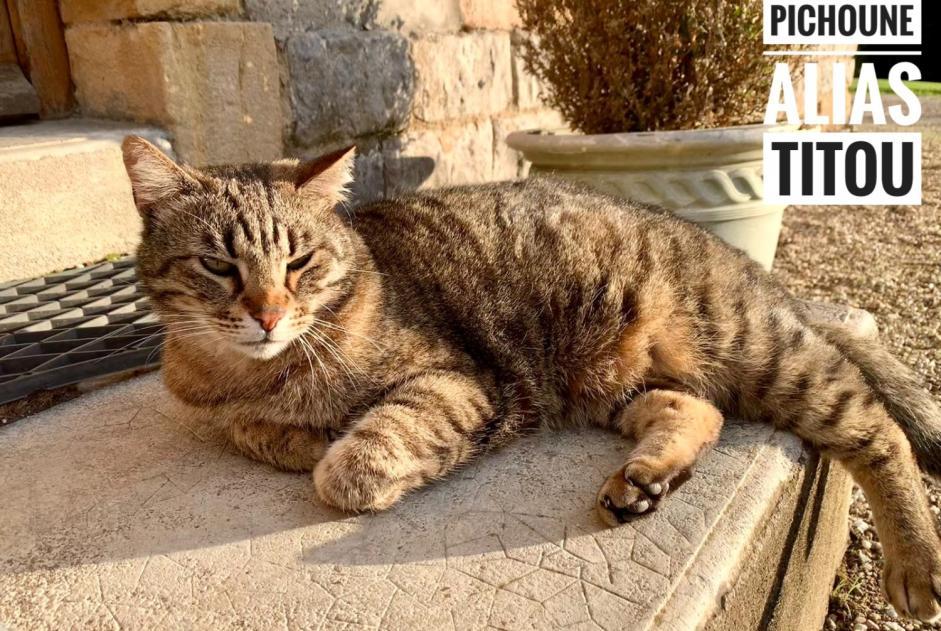 Alerte Disparition Chat  Mâle , 11 ans Le Bouchaud France