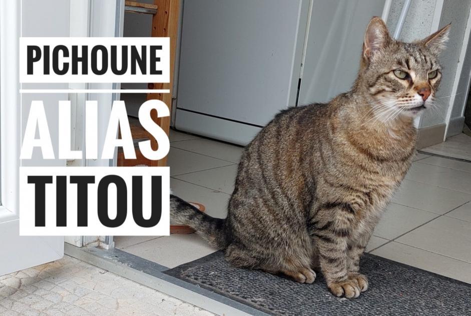 Alerte Disparition Chat  Mâle , 11 ans Le Bouchaud France