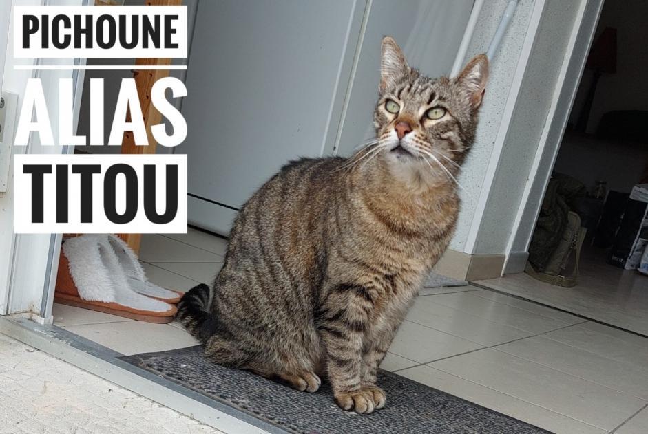 Alerte Disparition Chat  Mâle , 11 ans Le Bouchaud France