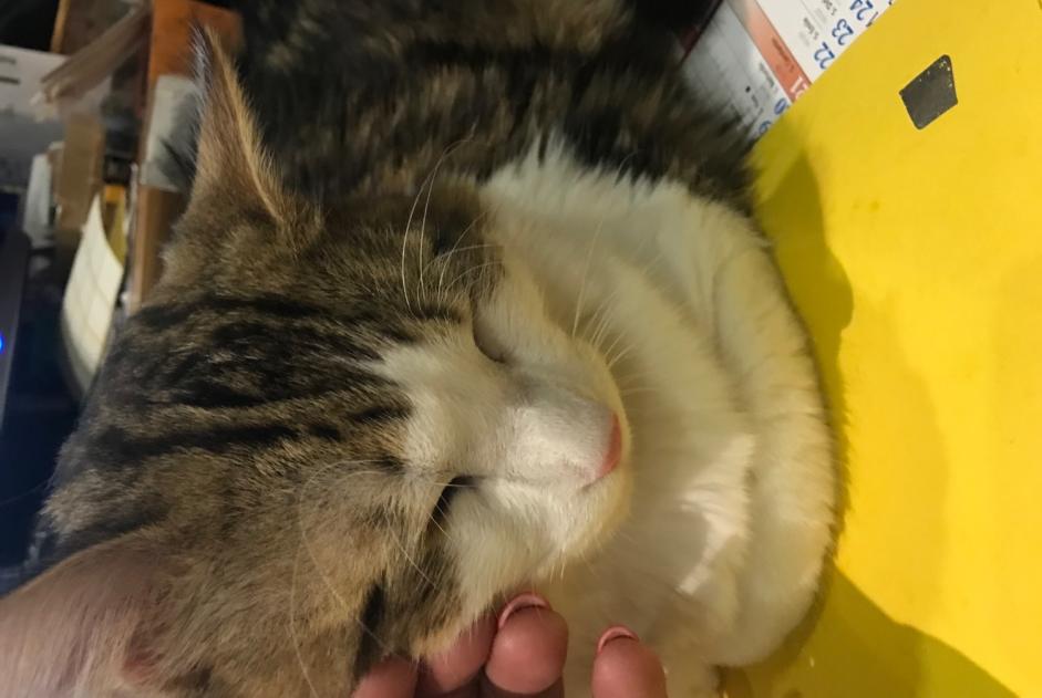 Alerte Disparition Chat croisement  Mâle , 3 ans Lherm France