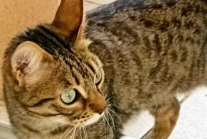 Alerte Disparition Chat Femelle , 5 ans Gardanne France