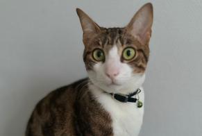 Alerte Disparition Chat  Mâle , 2 ans Saint-Martin-de-Crau France