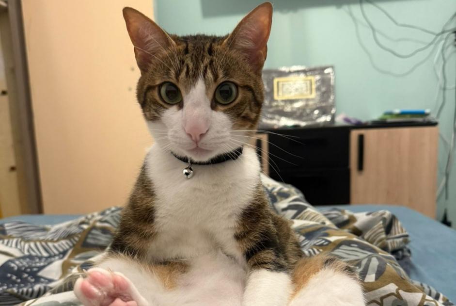 Alerte Disparition Chat  Mâle , 2 ans Saint-Martin-de-Crau France