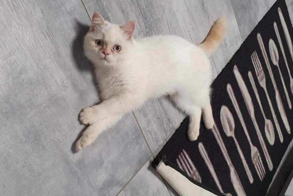 Alerte Disparition Chat  Femelle , 4 ans Bléré France