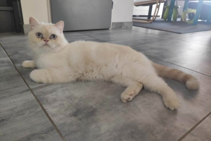 Alerte Disparition Chat  Femelle , 4 ans Bléré France